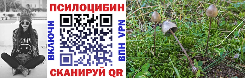 mega ссылки  где найти наркотики  Бокситогорск  Галлюциногенные грибы Psilocybine cubensis 
